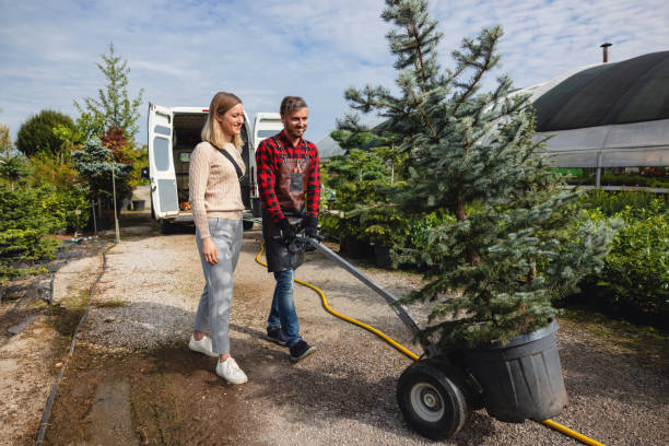 The Steps Involved in Our Tree Care Process in Levittown, PA